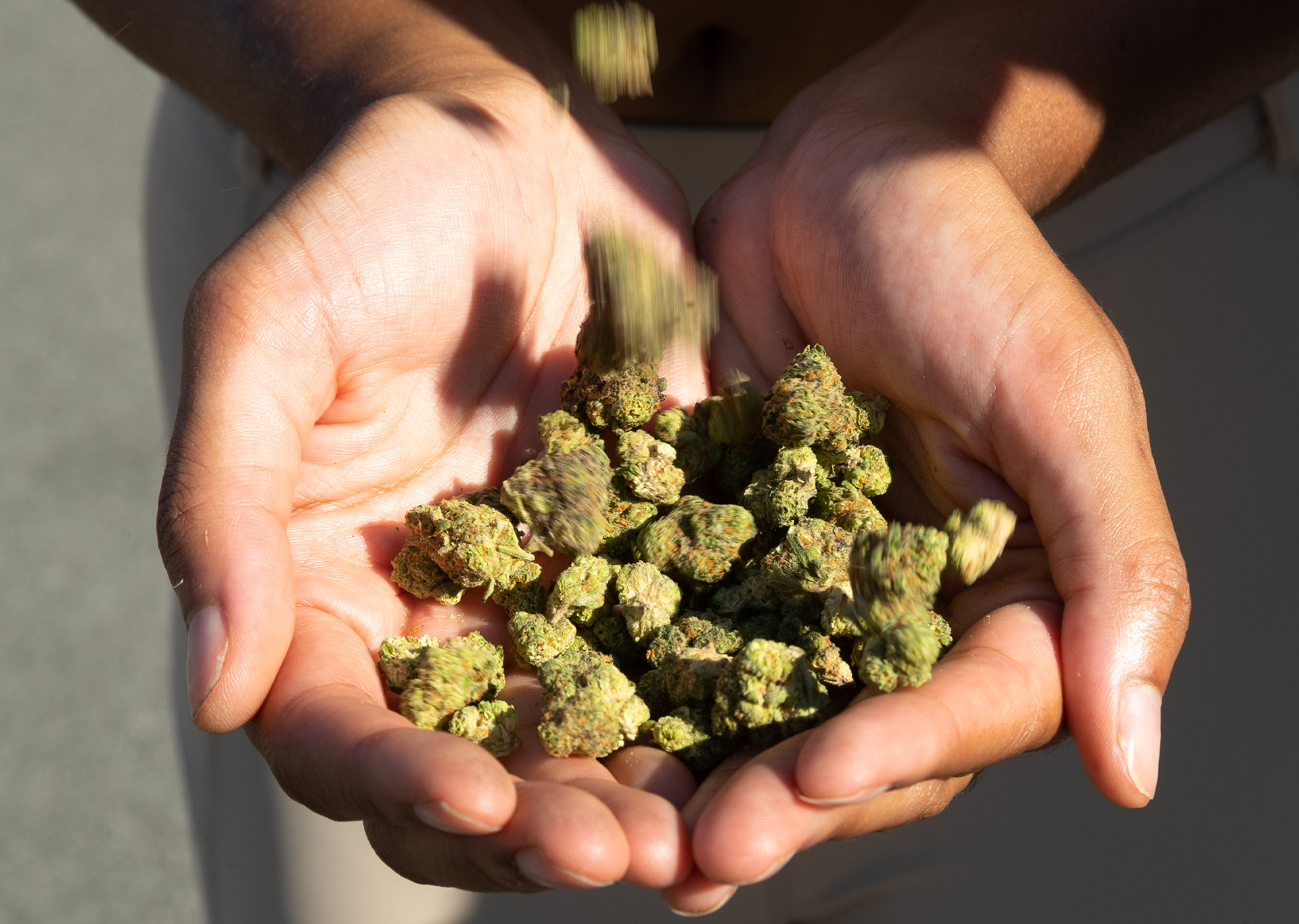 Boxed lunch marijuana nugs in cupped hands